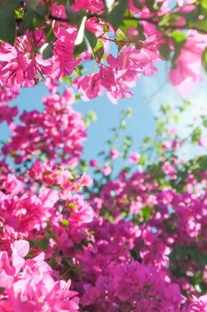 Pink flowers and blue sunny sky - floral background, spring holidays and womens day concept. Living life in bloom