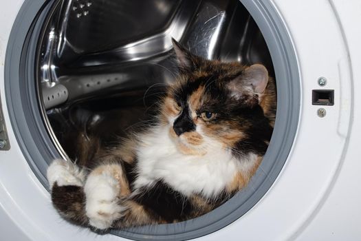 Three-color cat sleeps in the washing machine close up