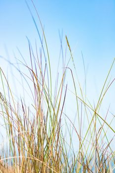 Beauty in nature, balanced lifestyle, environmental concept - Rustic spring field