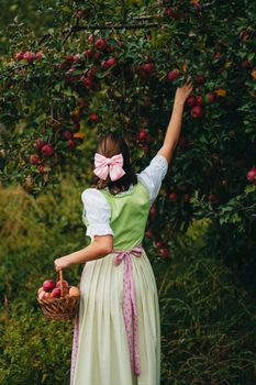 Beautiful woman picking up ripe red apple fruits in green garden. Girl in cute long peasant dress. Organic village lifestyle, agriculture, gardener occupation. High quality photo