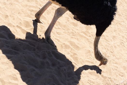 Ostrich in the desert on a background of sand close up