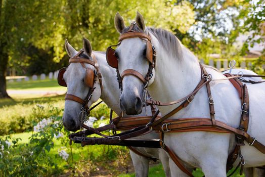 closeup of two white horses at a carriage against a green park in the background
