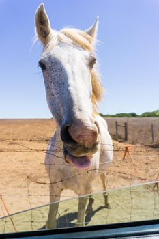 a horse looking through an open car window close up