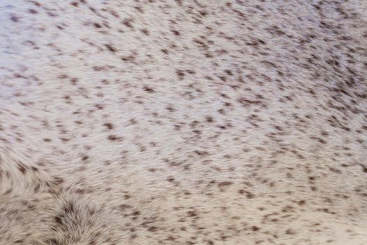 Short light fur with tiny brown spots, animal background