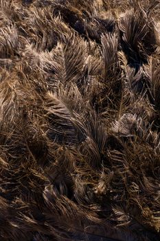 Brown ostrich feathers and down background close up