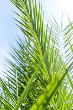 Exotic vacation, botanical background and summer travel concept - Palm leaves in summertime