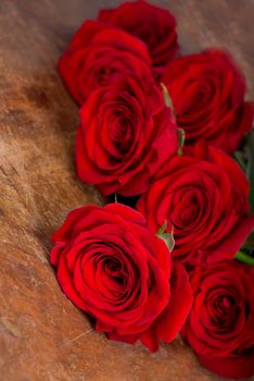 Several red roses on a white background