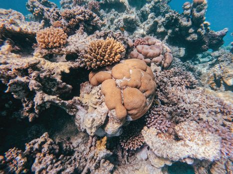 Underwater landscape, beautiful diversity of colorful coral reef garden and fish in amazing red sea, Marsa Alam, Egypt