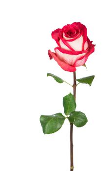 Red rose flower with clipping path, side view. Beautiful single red rose flower on stem with leaves isolated on white background.