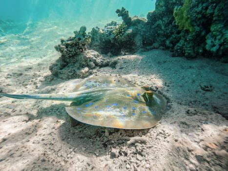 Bluespotted ribbontail ray (Taeniura lymma) species of stingray in the Red Sea, Amazing underwater animal in Marsa Alam, Egypt