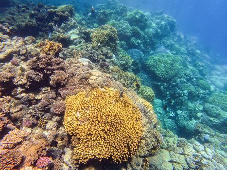 Underwater landscape, beautiful diversity of colorful coral reef garden and fish in amazing red sea, Marsa Alam, Egypt