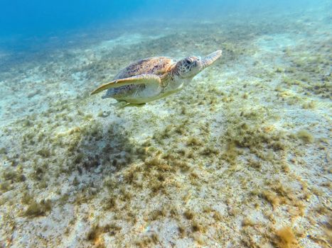 Beautiful big adult green sea turtle (Chelonia mydas) swim in red sea, Marsa Alam, Egypt