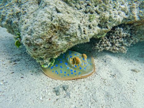Bluespotted ribbontail ray (Taeniura lymma) species of stingray in the Red Sea, Amazing underwater animal in Marsa Alam, Egypt