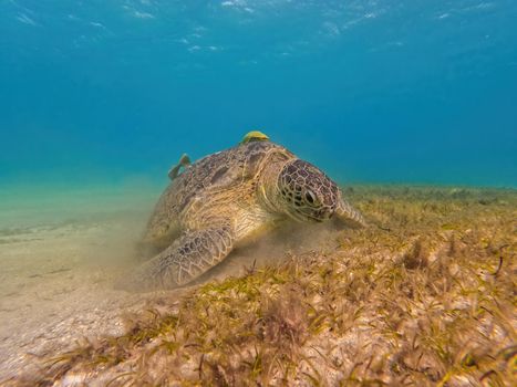 Beautiful big adult green sea turtle (Chelonia mydas) grazing in seabed in red sea, Marsa Alam, Egypt