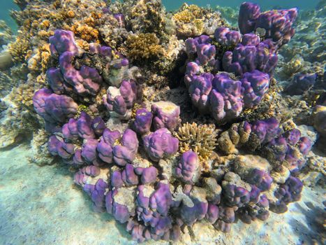 Underwater landscape, beautiful diversity of colorful coral reef garden and fish in amazing red sea, Marsa Alam, Egypt