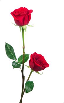 Several red roses on a white background