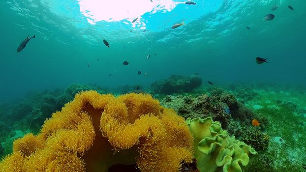 Tropical coral reef and fishes underwater. Hard and soft corals. Philippines.