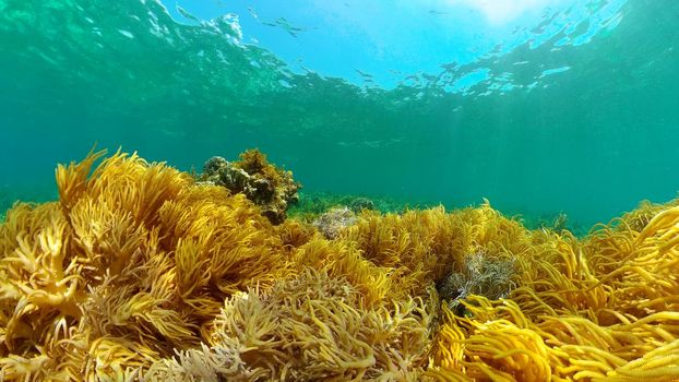 Coral reef underwater with tropical fish. Hard and soft corals, underwater landscape. Travel vacation concept. Philippines.
