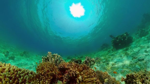 Reef underwater tropical coral garden. Underwater sea fish. Philippines.