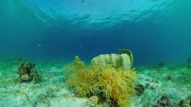 Reef Marine Underwater Scene. Tropical underwater sea fish. Philippines.