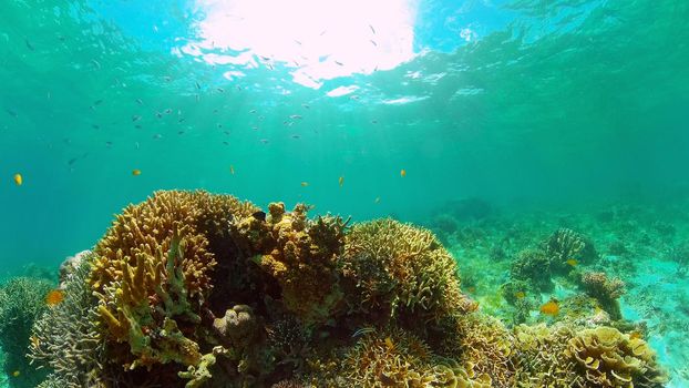 Tropical fishes and coral reef underwater. Hard and soft corals, underwater landscape. Philippines.