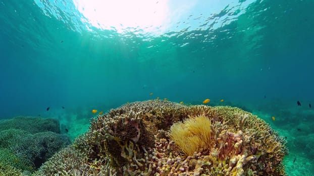 Tropical fishes and coral reef, underwater footage. Seascape under water. Philippines.