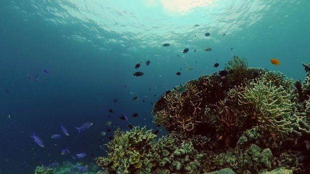 Underwater fish garden reef. Reef coral scene. Seascape under water. Philippines.