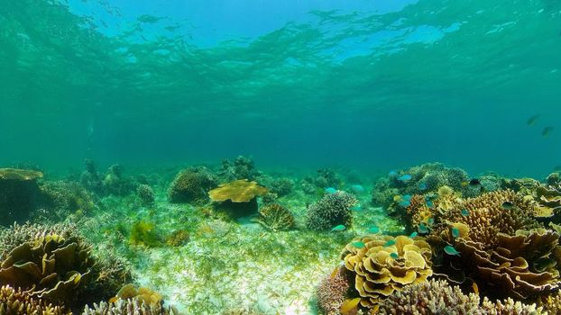 Beautiful underwater landscape with tropical fishes and corals. Life coral reef. Philippines.
