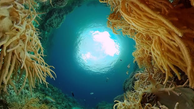 Tropical fishes and coral reef at diving. Underwater world with corals and tropical fishes. Philippines.