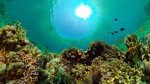 Tropical coral reef and fishes underwater. Hard and soft corals. Philippines.