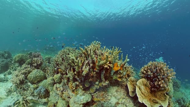 Underwater world with coral reef and tropical fishes. Travel vacation concept