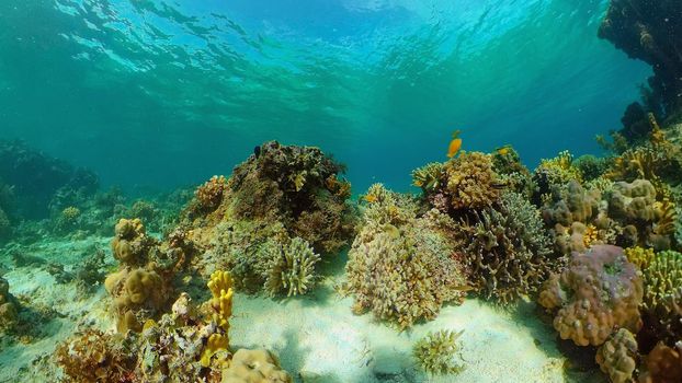 Tropical fishes and coral reef at diving. Beautiful underwater world with corals and fish. Philippines.