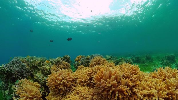 Soft and hard corals. Underwater fish garden reef. Reef coral scene. Philippines.