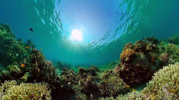 Underwater Scene Coral Reef. Tropical underwater sea fishes. Philippines.