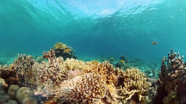 Tropical fishes and coral reef at diving. Underwater world with corals and tropical fishes. Philippines.