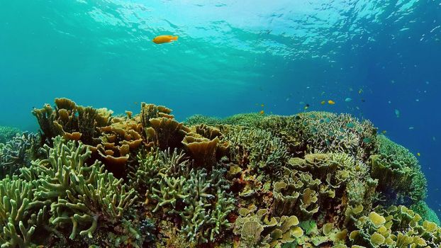 Tropical fishes and coral reef at diving. Underwater world with corals and tropical fishes.