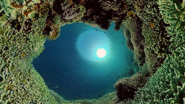 Coral Reef Fish Scene. Tropical underwater sea fish. Colourful tropical coral reef. Philippines.