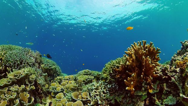 Tropical coral reef seascape with fishes, hard and soft corals.