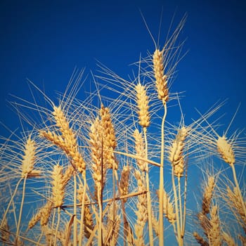 Beautiful detail of ripening wheat in a field. Natural colour background at sunset with blue sky.
