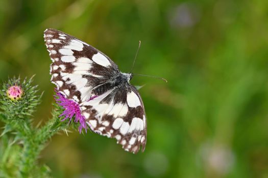 A butterfly on a thistle. Beautiful natural colour background.