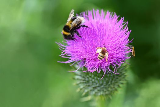 A bee on a thistle. Beautiful natural colour background.