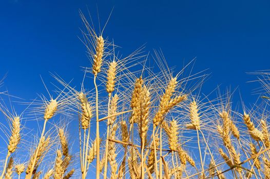 Beautiful detail of ripening wheat in a field. Natural colour background at sunset with blue sky.
