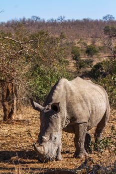 Specie Ceratotherium simum simum family of Rhinocerotidae