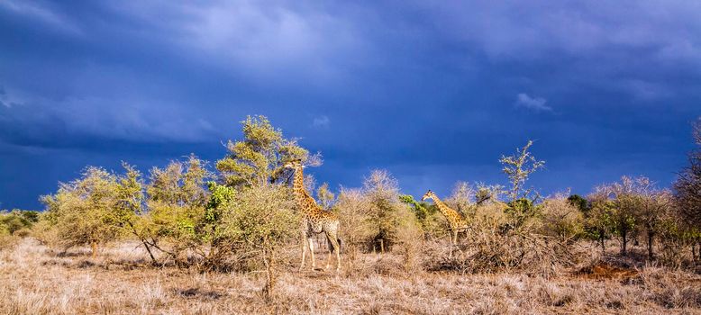 Specie Giraffa camelopardalis family of Giraffidae