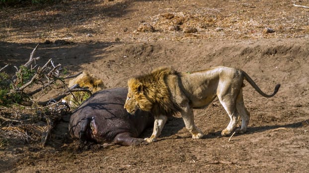 Specie Panthera leo family of Felidae