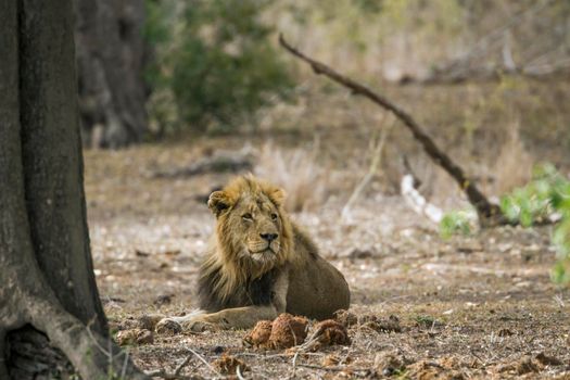 Specie Panthera leo family of Felidae