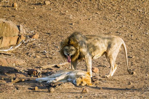 Specie Panthera leo family of felidae