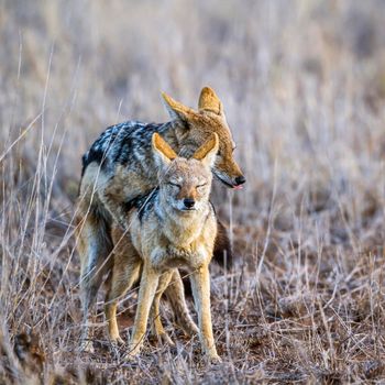 Specie Canis mesomelas family of Canidae