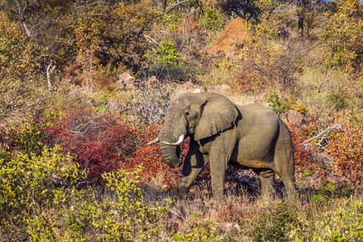 Specie Loxodonta africana family of Elephantidae