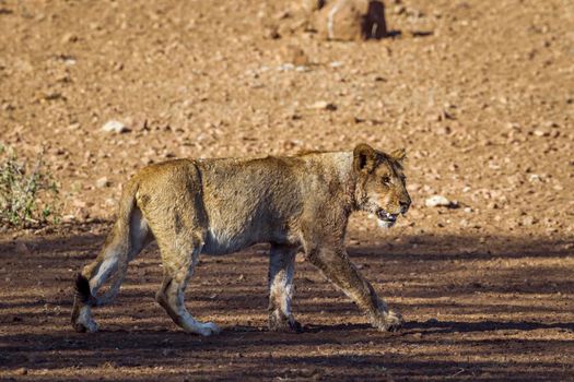 Specie Panthera leo family of felidae